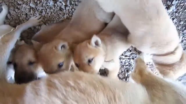 milk sucking animals, #shorts süt emen hayvanlar, 牛奶吸吮动物,दूध चूसने वाले जानवर,сосущие молоко смотреть онлайн