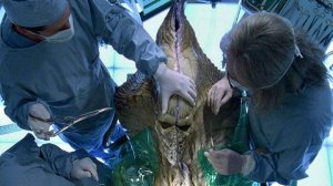 Их стоит опасаться! ВСЯ ПРАВДА ПРО Пришельцев. ГДЕ ЖИВУТ Инопланетяне?