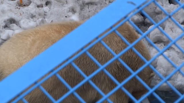 Медвежонок-добытчик. Новосибирский зоопарк. 10.04.2016 смотреть онлайн