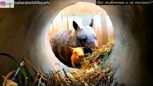 В австралийском парке появился зверь, который не существует в природе! Уникальное СУЩЕСТВО! смотреть онлайн