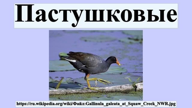 Пастушковые