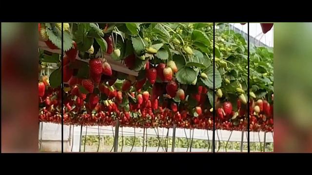 P MAROM 2018 english смотреть онлайн