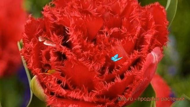 Тюльпан бахромчатая Энфилд (tulipa tyulpan) ? Энфилд обзор: как сажать, луковицы тюльпаны Энфилд смотреть онлайн