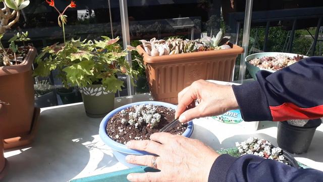 Sedum spathulifolium /Seradan aldıklarım /Sukulent bakımı 🌱 смотреть онлайн