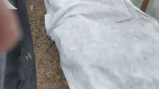 Что же растёт на огороде в эту холодную погоду смотреть онлайн