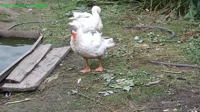 Гуси в ромашках - красота! Принцесса волнуется, бегает по берегу - хочет купаться! смотреть онлайн