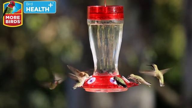 More Birds® Bird Health+™ 40 oz. Big Gulp Hummingbird Feeder смотреть онлайн