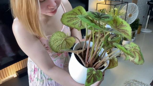 BEGONIA MASONIANA LONELY ROCK CARE смотреть онлайн