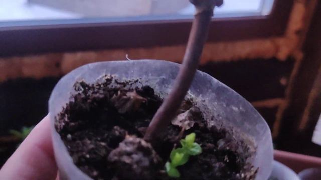 20.01.2024.Хакасия.Если рано проснулись крупнолистные гортензии🌿. Что делать в таком случае? смотреть онлайн