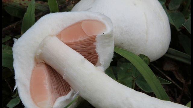 Agaricus campestris смотреть онлайн