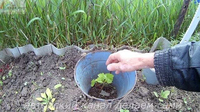 Виноград 2017.Формирование куста винограда 2 год.Выращивание винограда.Формировка винограда смотреть онлайн