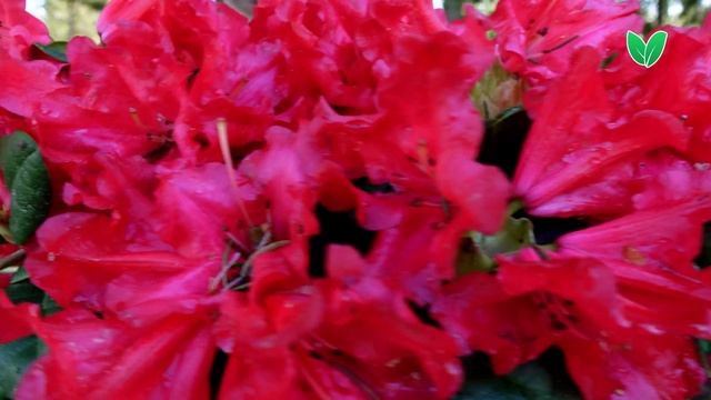 Рододендрон Скарлет Вондер, ориг Scarlet Wonder, Зеленый Сад смотреть онлайн
