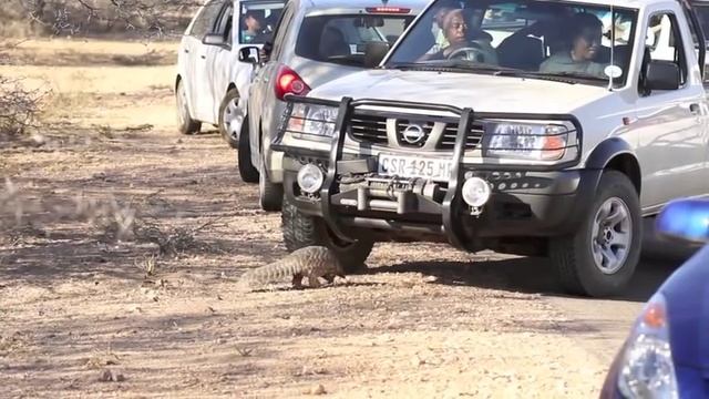 Pangolin in KRUGER PARK, South Africa WILD4 PHOTO SAFARIS смотреть онлайн