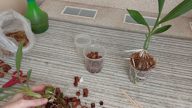 Морковные детки выросли! Пора отделять и отправлять во взрослую жизнь. Катасетум/орхидея морковка смотреть онлайн