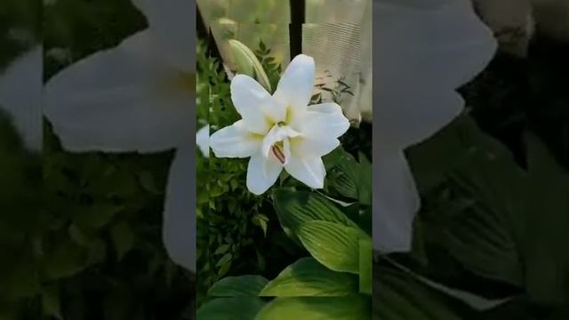 #shorts Лилия восточная махровая Близзард. Лилия ОТ гибрид Белгравия. смотреть онлайн