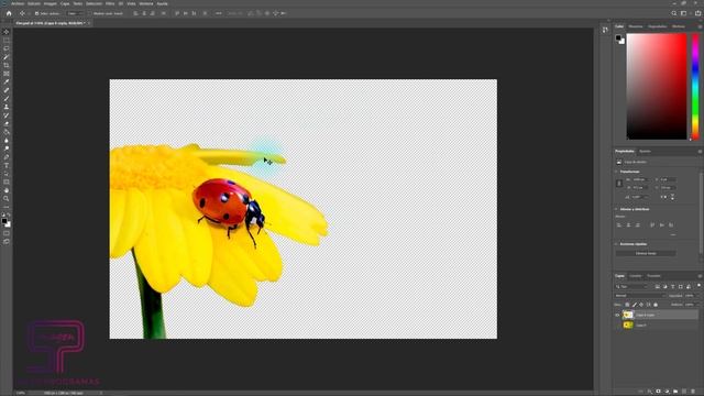 ✅ Cómo GUARDAR Imágenes con FONDO TRANSPARENTE en Photoshop смотреть онлайн