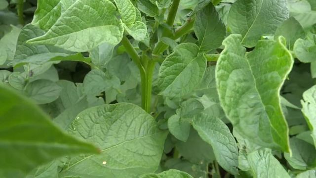 Potato (Solanum tuberosum) - 2013-07-13 смотреть онлайн
