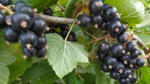 Офигенный сорт чёрной смородины ЭБОНИ