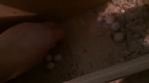 Как определить оплодотворенные яйца волнистых попугаев. Овоскопирование подробное видео