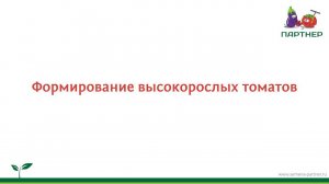 Формирование высокорослых томатов