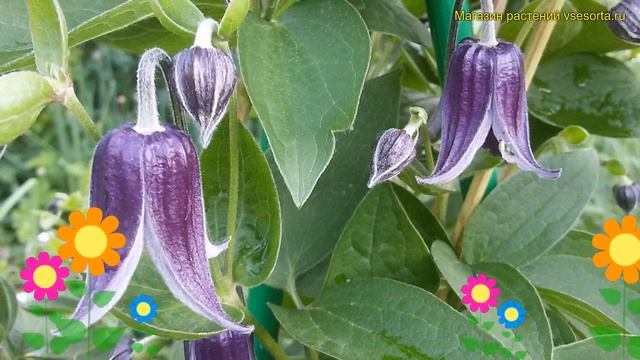 Клематис гибридный Фасинайшен. Краткий обзор, описание характеристик clematis Fascination смотреть онлайн