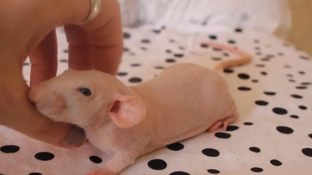 Крыса сфинкс смотреть онлайн