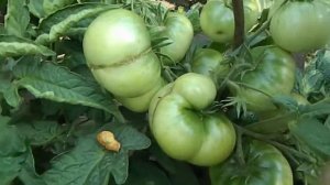 Томат Смех Кукабары гном.