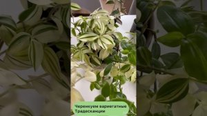 Как правильно размножать вариегатные традесканции?
