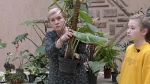 Растения семейства Ароидные.