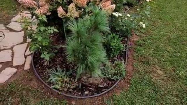 Обзор сада. Мои миксбордеры. Хвойные, розы, почвопокровные растения. Самые простые дорожки в саду. смотреть онлайн