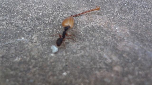 Sony DSC - WX7 Full HD Teste Brasil смотреть онлайн