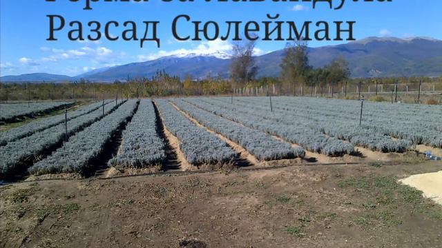 Lavender plants for sale смотреть онлайн