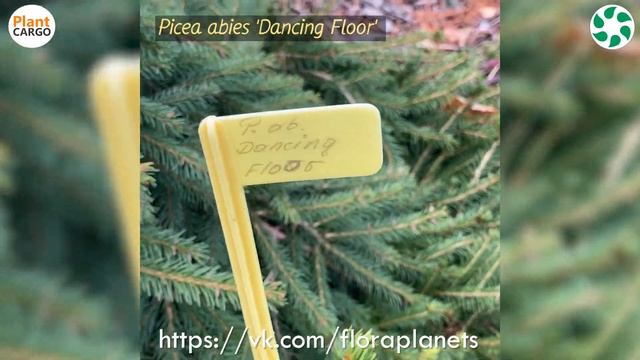 САДИК РЕДКИХ РАСТЕНИЙ смотреть онлайн