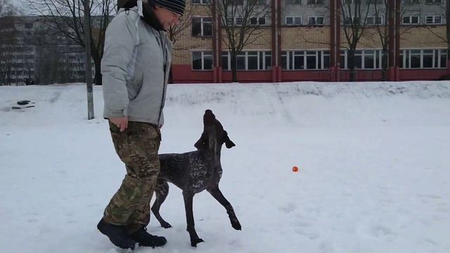 Курцхаар Честер 2.5 года. смотреть онлайн