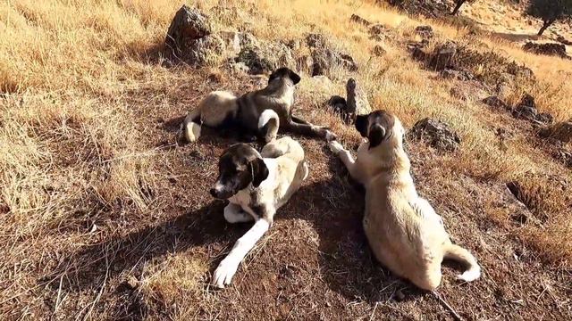 Eşkiya Hazinesi Bulma Anı Treasure Hunting