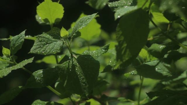 Helios 44-2 (Canon 600d) video test смотреть онлайн