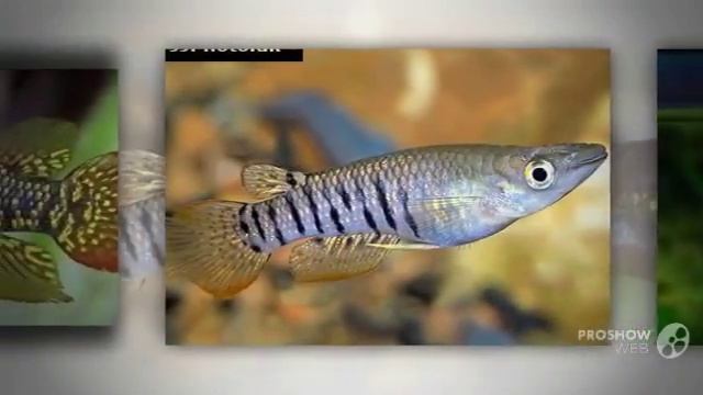 Aplocheilus lineatus aquarium fish смотреть онлайн
