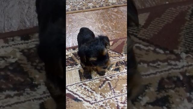 Маленький Лаки❤️ смотреть онлайн