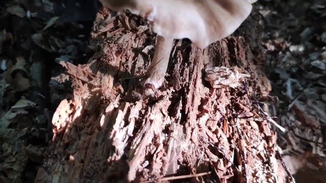 Rehbrauner Dachpilz - Pilzporträt mit Bernard's Pilzkanal смотреть онлайн