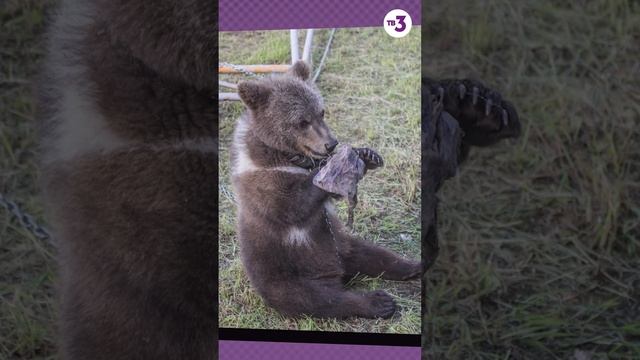 Куда злоумышленники увезли медвежонка НА САМОМ ДЕЛЕ? #shorts смотреть онлайн