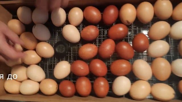 Мои куры породы Маран. Создаем новые семьи. смотреть онлайн