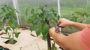 Формирование и пасынкование перца.