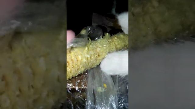 Всеядная кошка. Остальное сьели с ней пополам