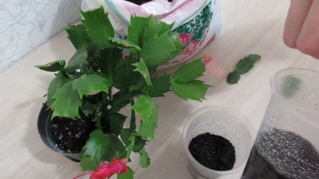 #декабристы#шлюмбергеры Декабрист укоренение черенков на все сто процентов смотреть онлайн