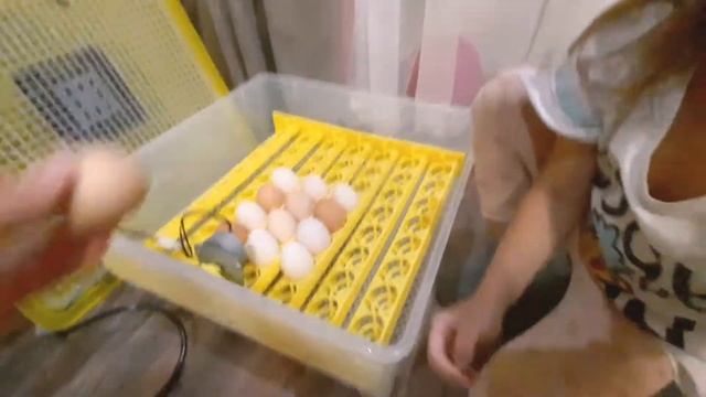 Выращивание цыплят с Элиной смотреть онлайн