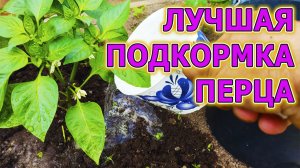 Перец болгарский сладкий подкормка и уход на даче и в теплице. Чем подкормить сладкий перец.
