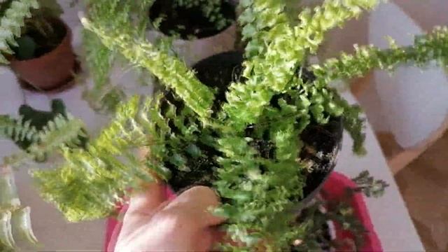 О ПАПОРОТНИКА В ПОЗИТИВНОМ КЛЮЧЕ / а можно про себя немножко? смотреть онлайн