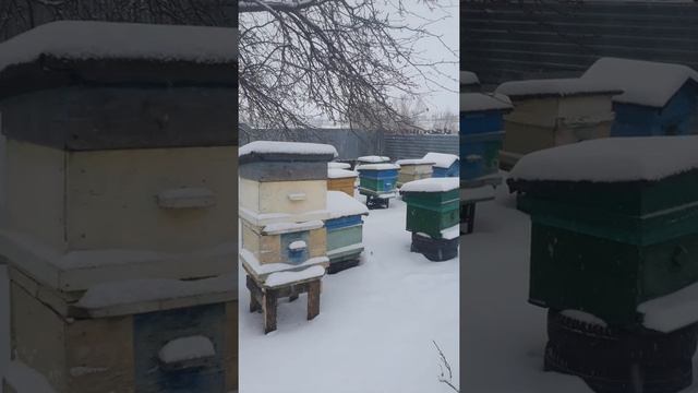 Пчеловодство, С 1 апреля! День дурака и пробуждения Домового. смотреть онлайн
