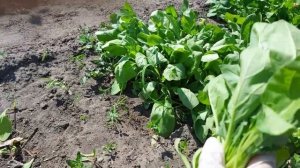 ???Опять про шпинат. Убираем урожай шпината.Важные советы