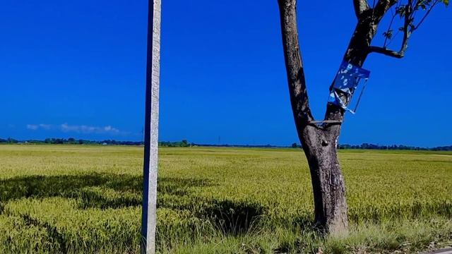 Bondhur Gaye Benarosi ? বন্ধুর গায়ে বেনারশি | Bangla Sad Song || смотреть онлайн